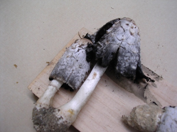 COPRINUS COMATUS